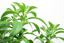 Stevia Plant